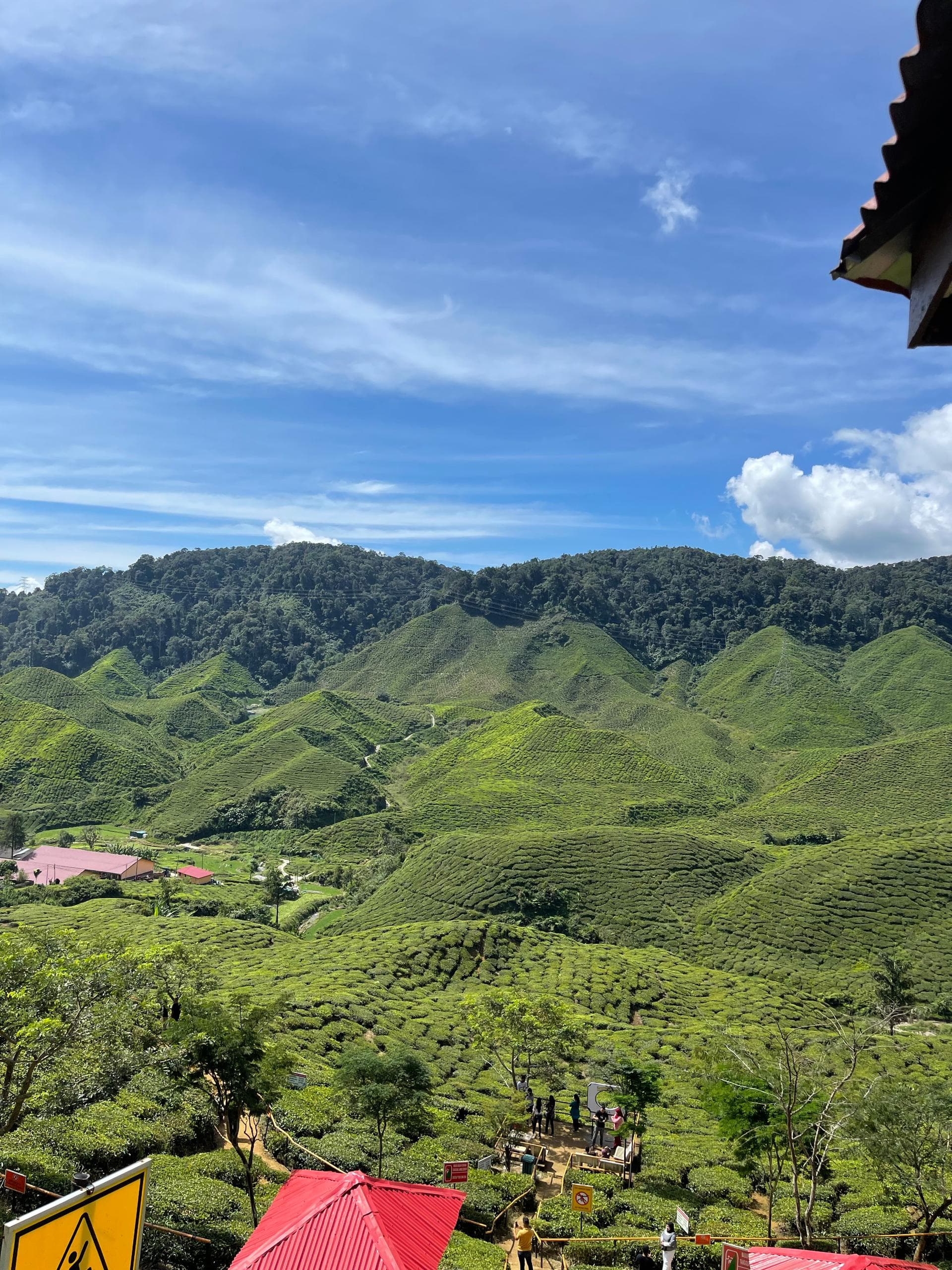 مزارع شاي مرتفعات كاميرون